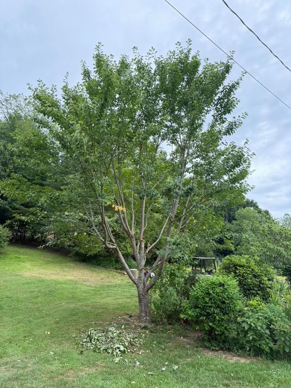 Tree Trimming