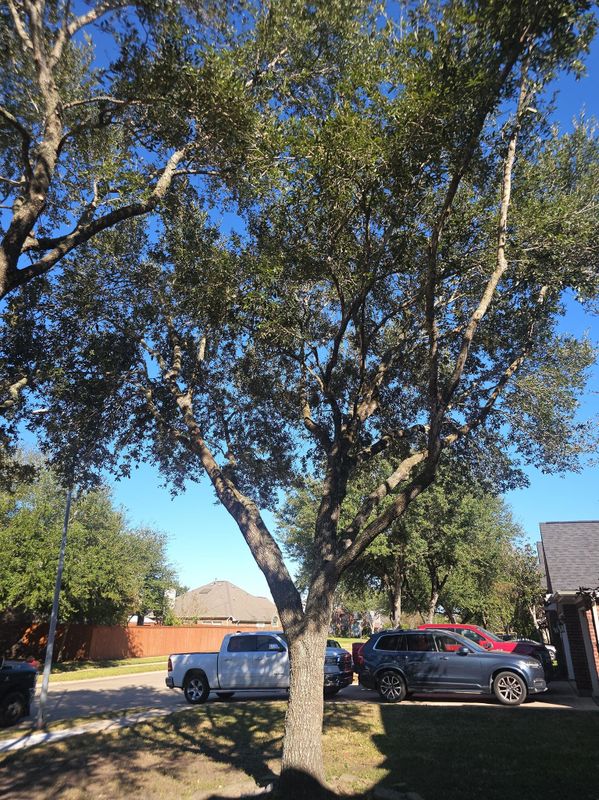 Tree Trimming
