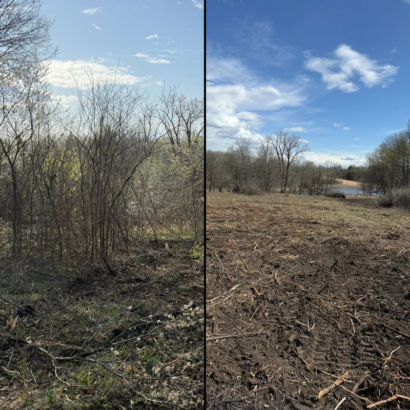 Brush Clearing