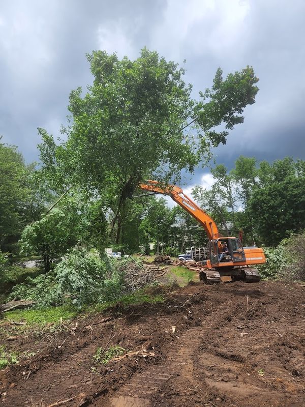 Tree Removal