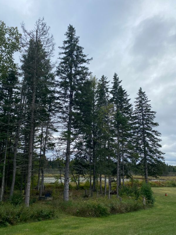 Tree Removal gallery