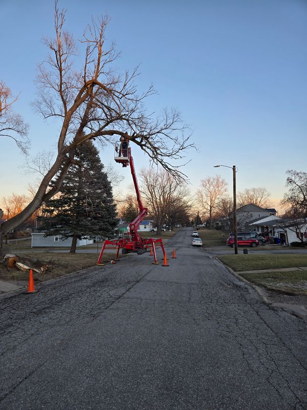 Tree Trimming