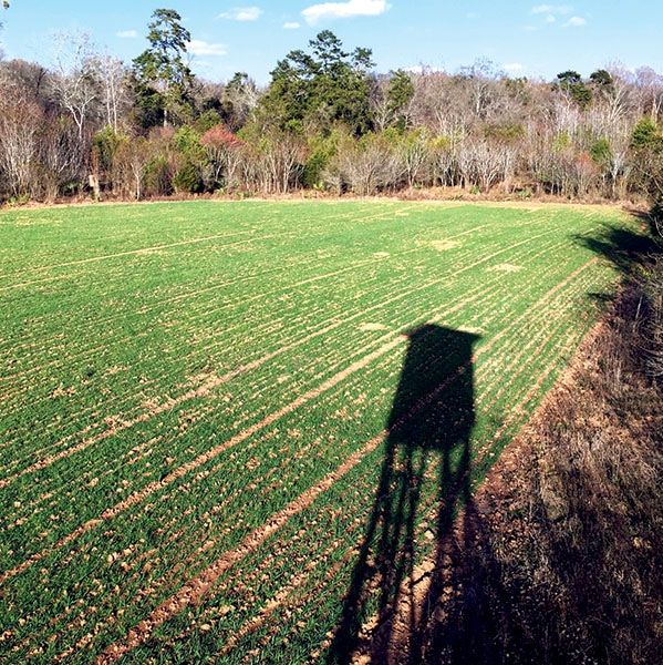 Food Plots