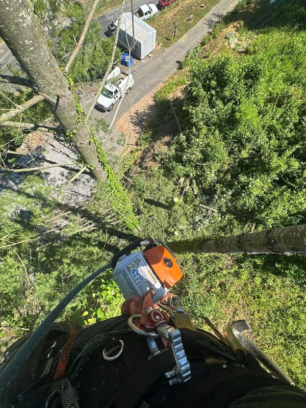 Tree Trimming