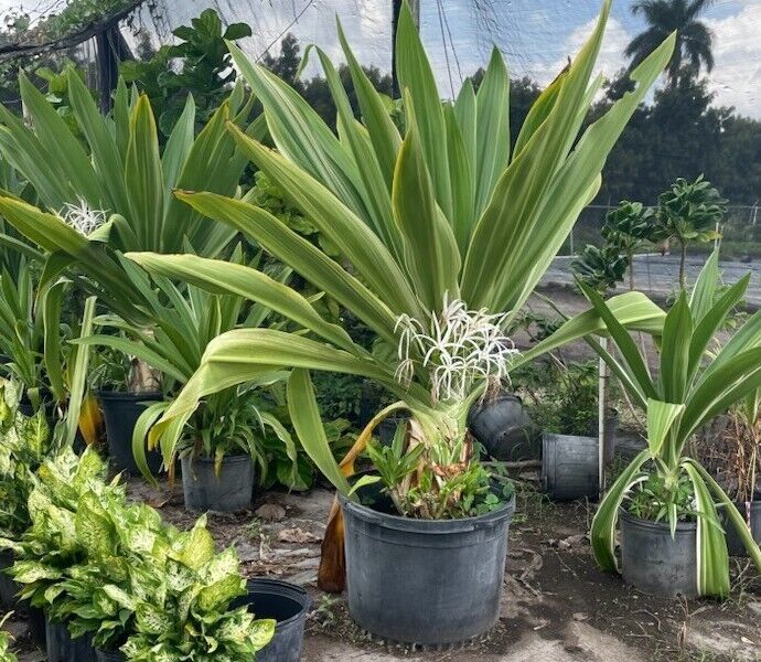 Plant and tree list