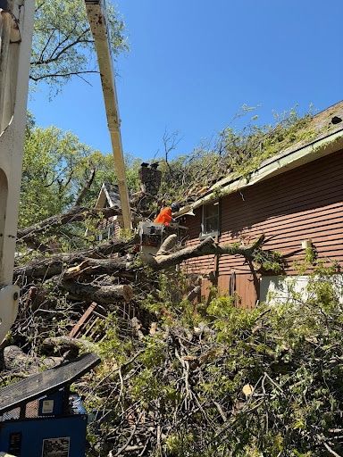 Tree Removal