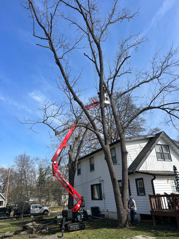 Tree Removal