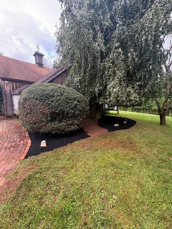 Tree & Shrub Care