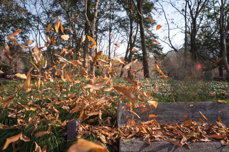 Fall Clean Up