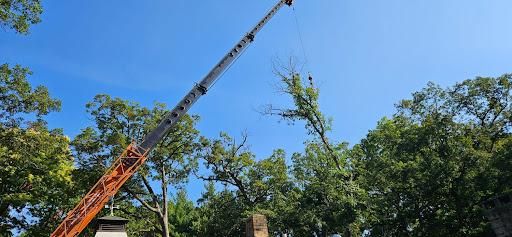 Crane Assisted Tree Removal