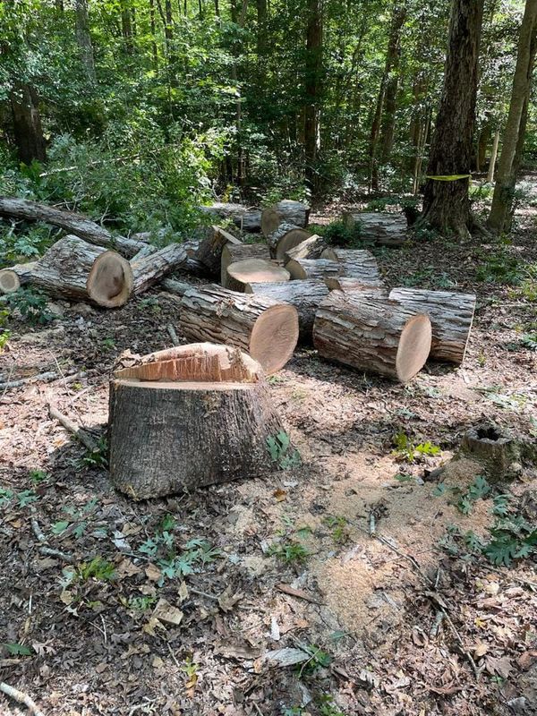 Stump Removal