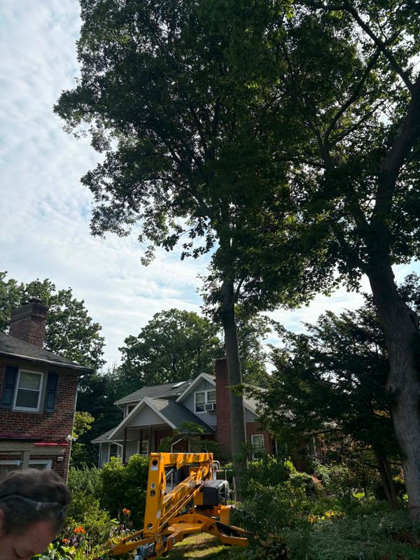Tree & Shrub Care