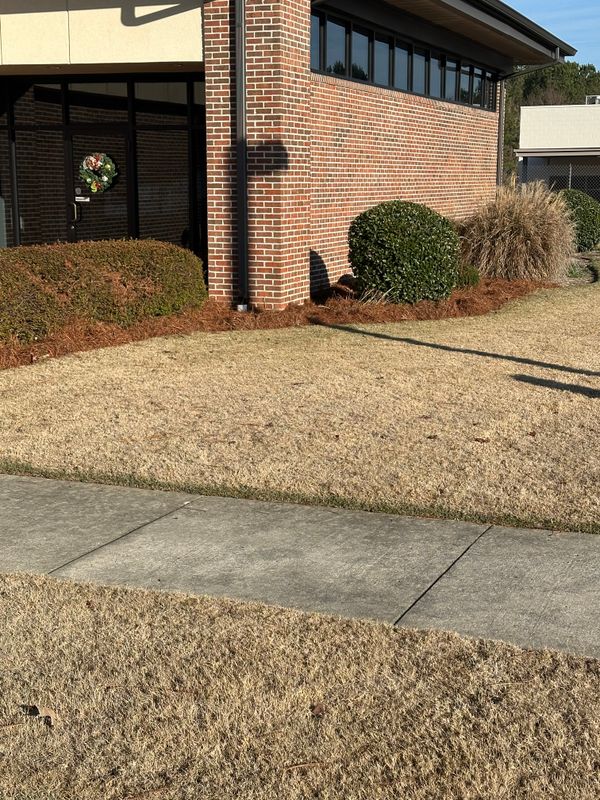 Tree & Shrub Care
