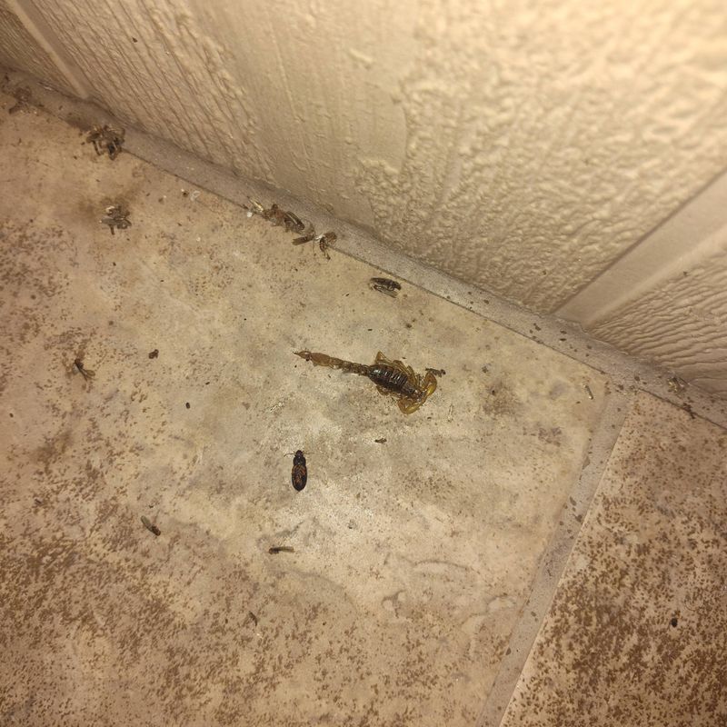 Pest Control