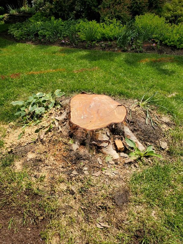 Stump Removal
