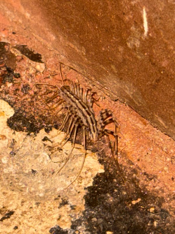 Residential Pest Control