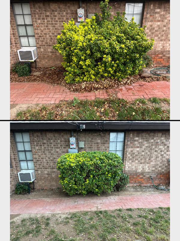 Shrub Trimming