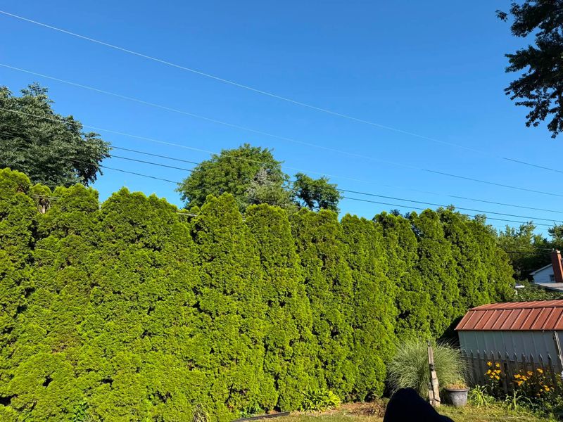 Shrub Trimming