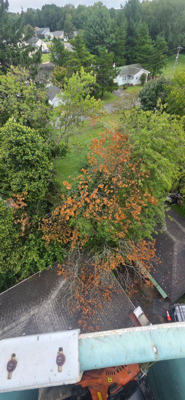 Tree Removal