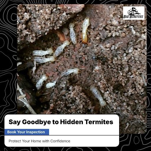 Termite Inspection & Treatment