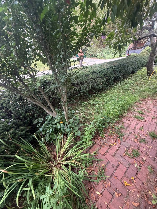 Tree Trimming & Cutting