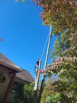 Tree Services