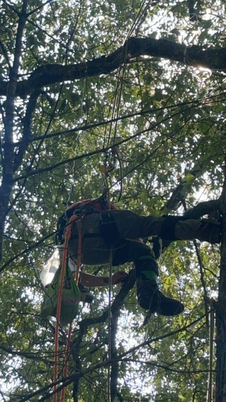 Tree Trimming