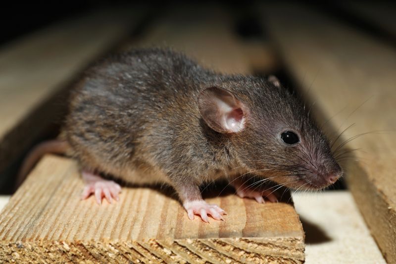 Rodent Control