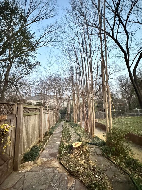 Stump Removal