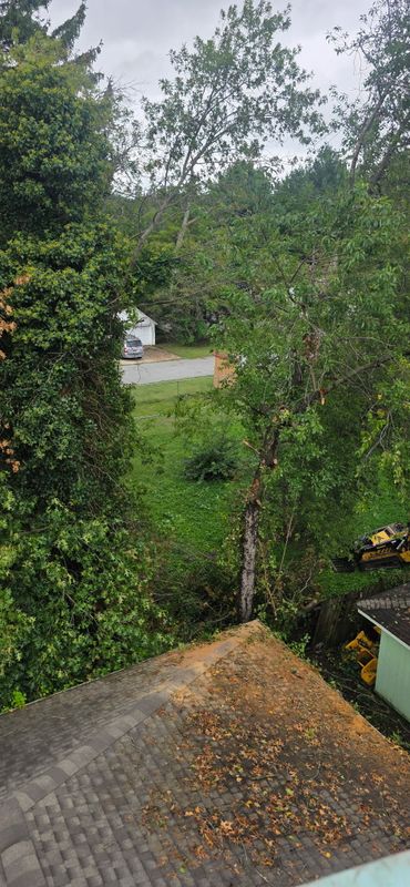 Tree Removal