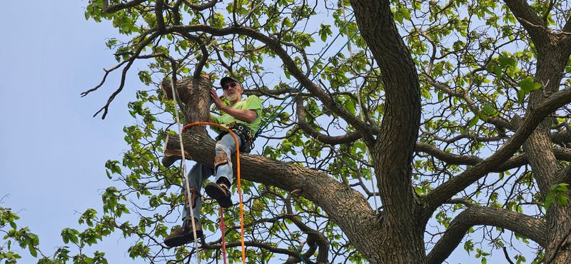 Tree Trimming