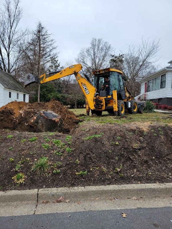 Tree Removal