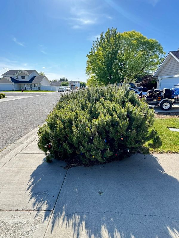Tree & Shrub Care