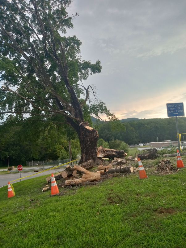 Tree Removal