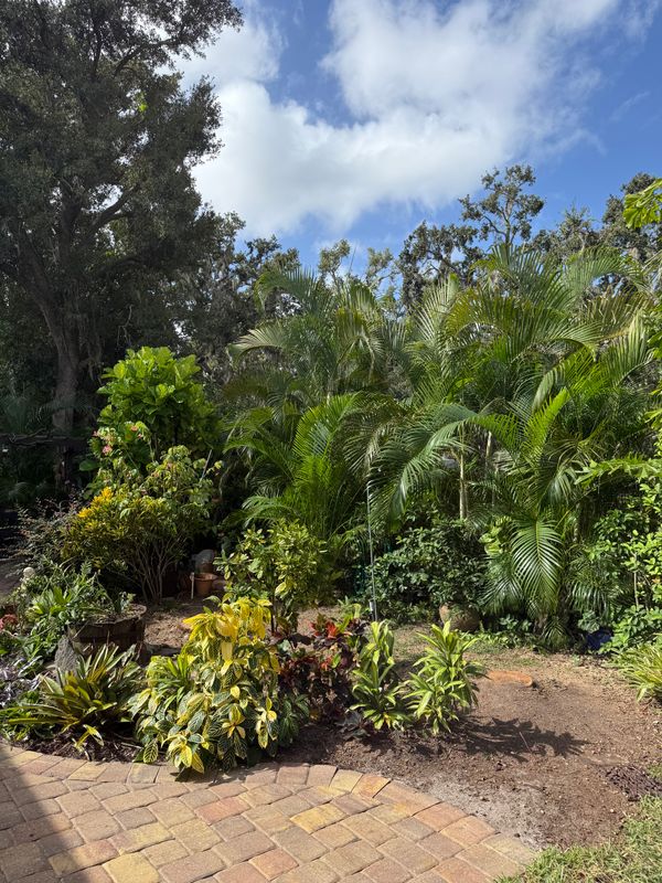 Palm Pruning