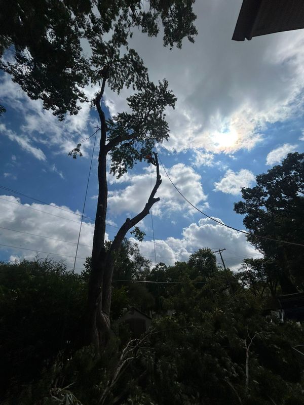 Tree Trimming