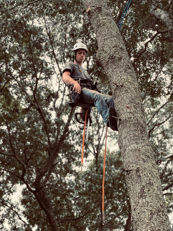 Tree Trimming