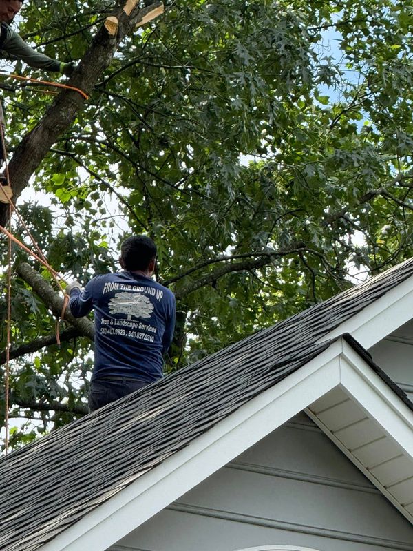 Tree Removal