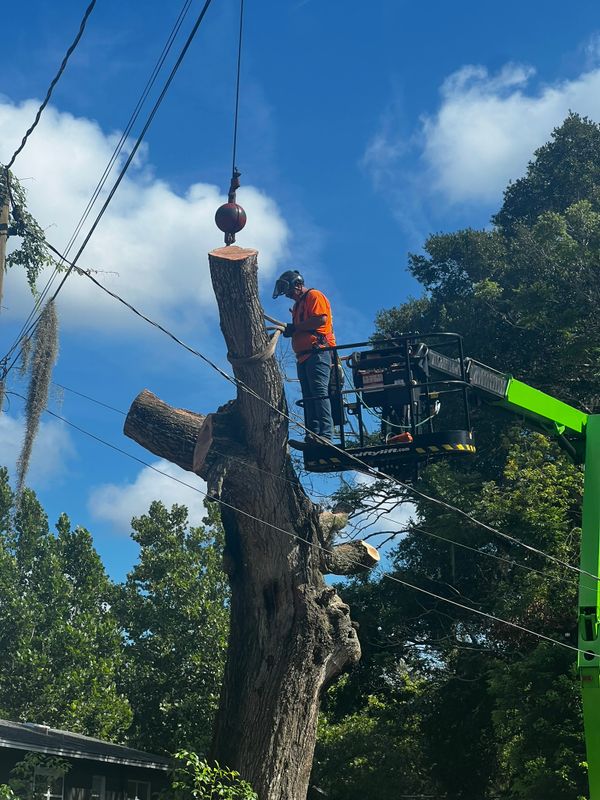 Tree Removal