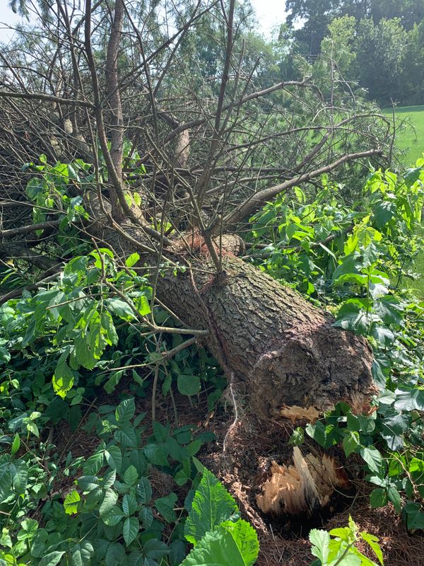 Tree Service
