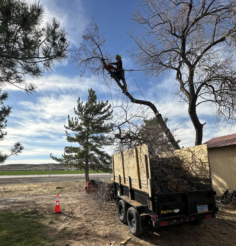 Tree Trimming