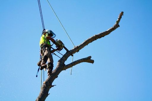 Tree Trimming