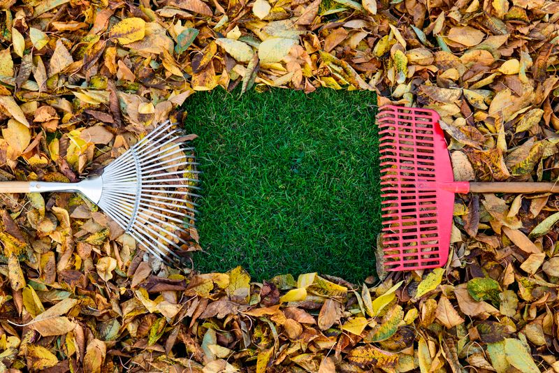 Fall Clean Up