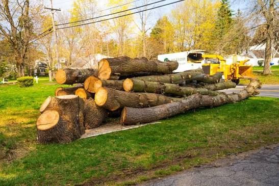 Tree Removal