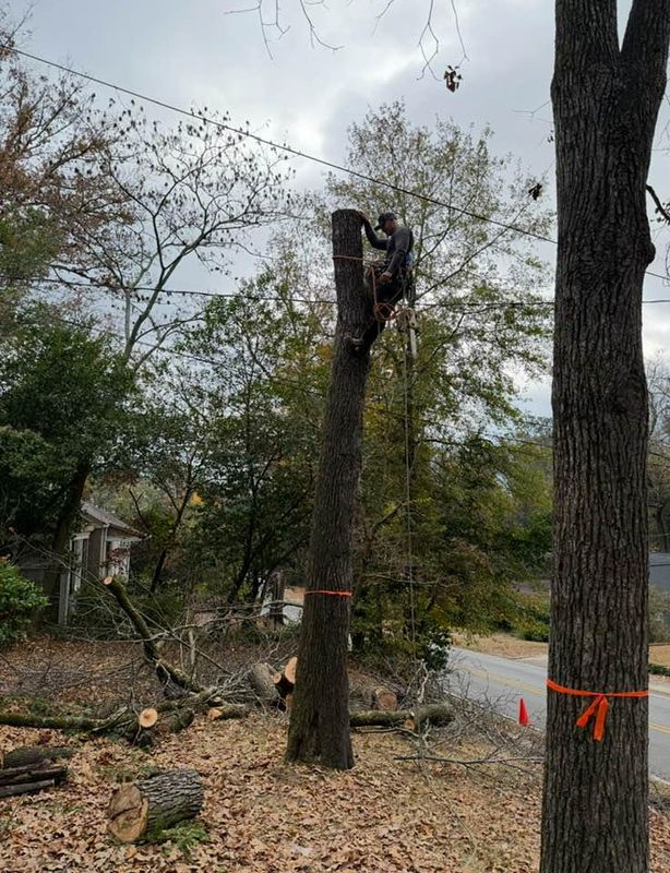 Tree Trimming
