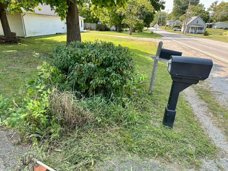 Shrub Trimming