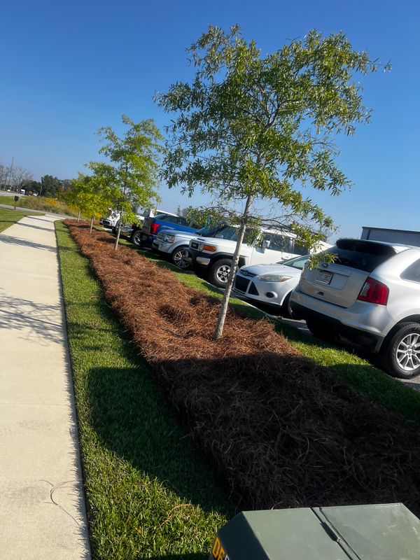 Mulch, Pine Straw Installation