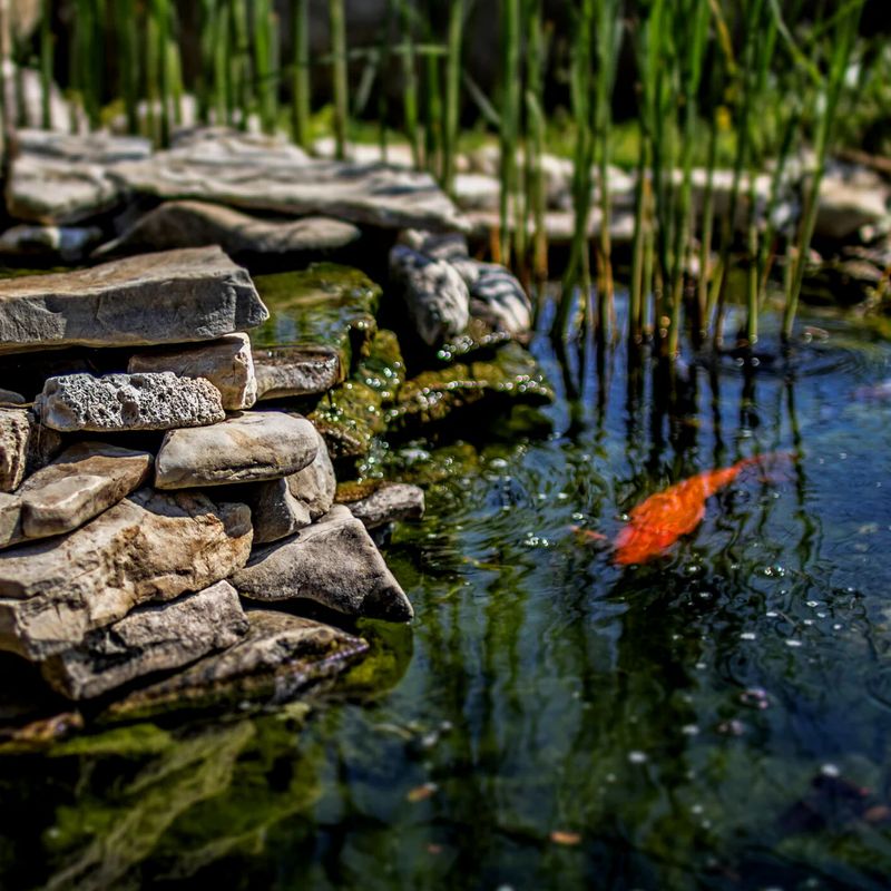 Ponds