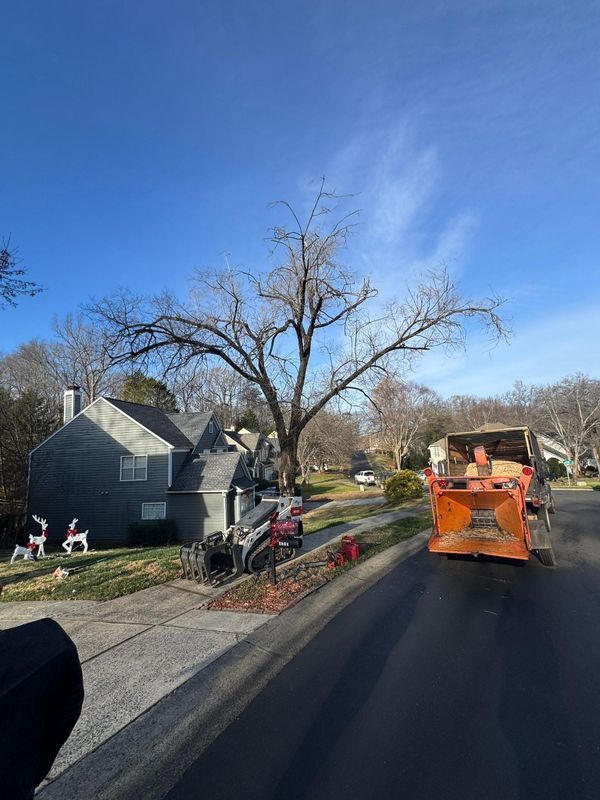 Stump Removal