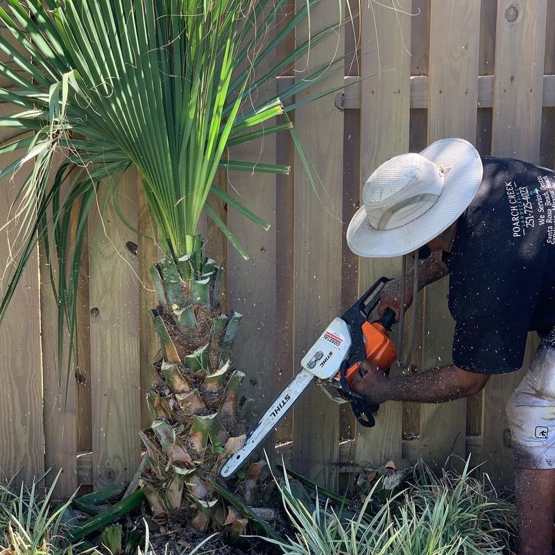 Tree Trimming